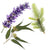 Essential Oils 3 Pack, Eucalyptus, Lavender & Spruce, 4oz bottles, AromaMist